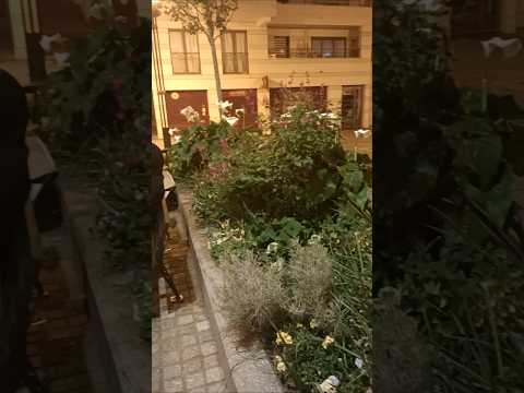 Image youtube